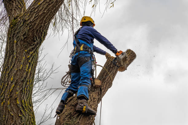 The Steps Involved in Our Tree Care Process in Park Rapids, MN